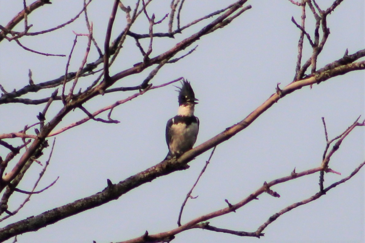 Belted Kingfisher - ML485481801
