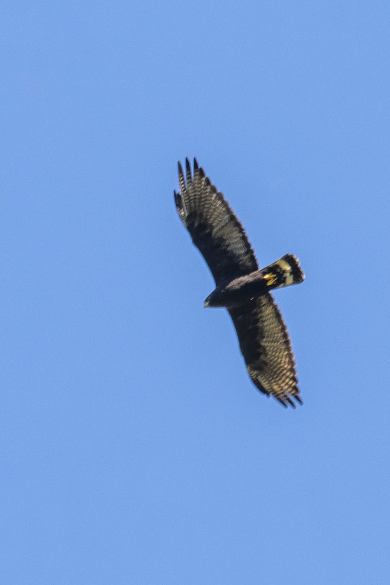 Zone-tailed Hawk - ML485487901