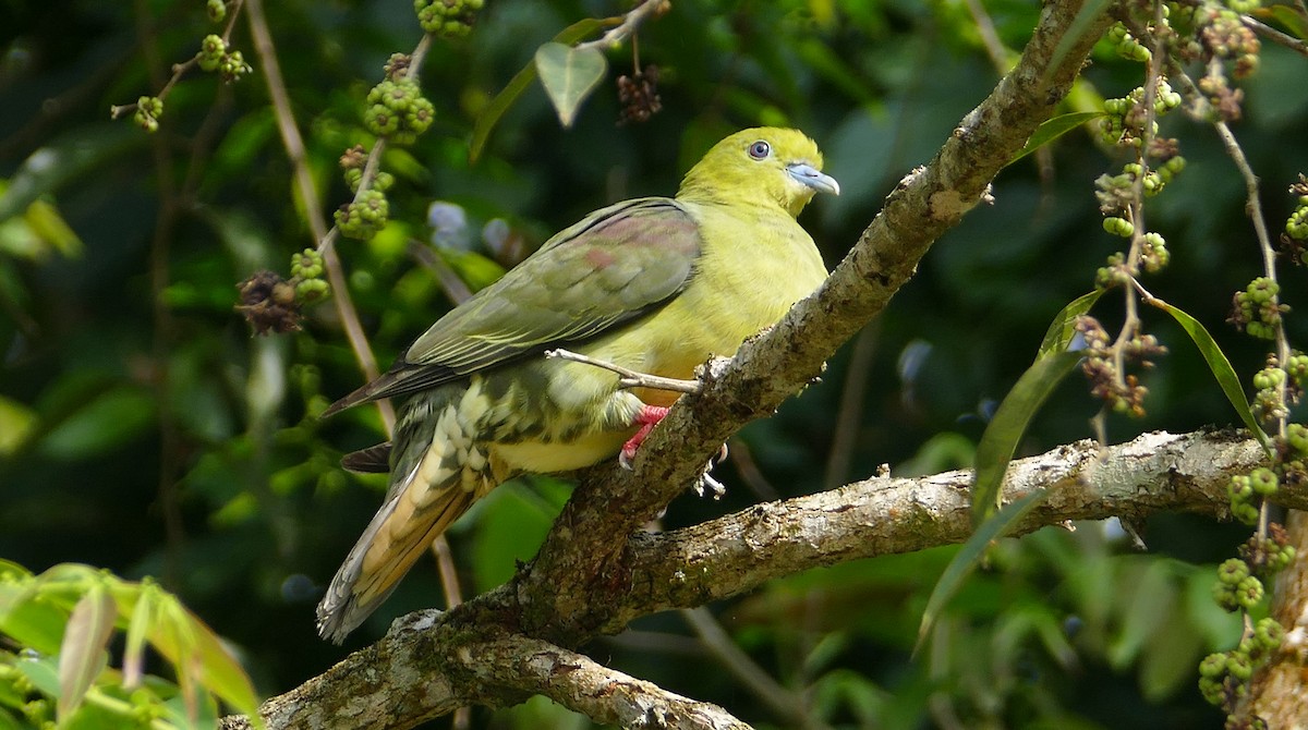Wedge-tailed Green-Pigeon - ML48548861