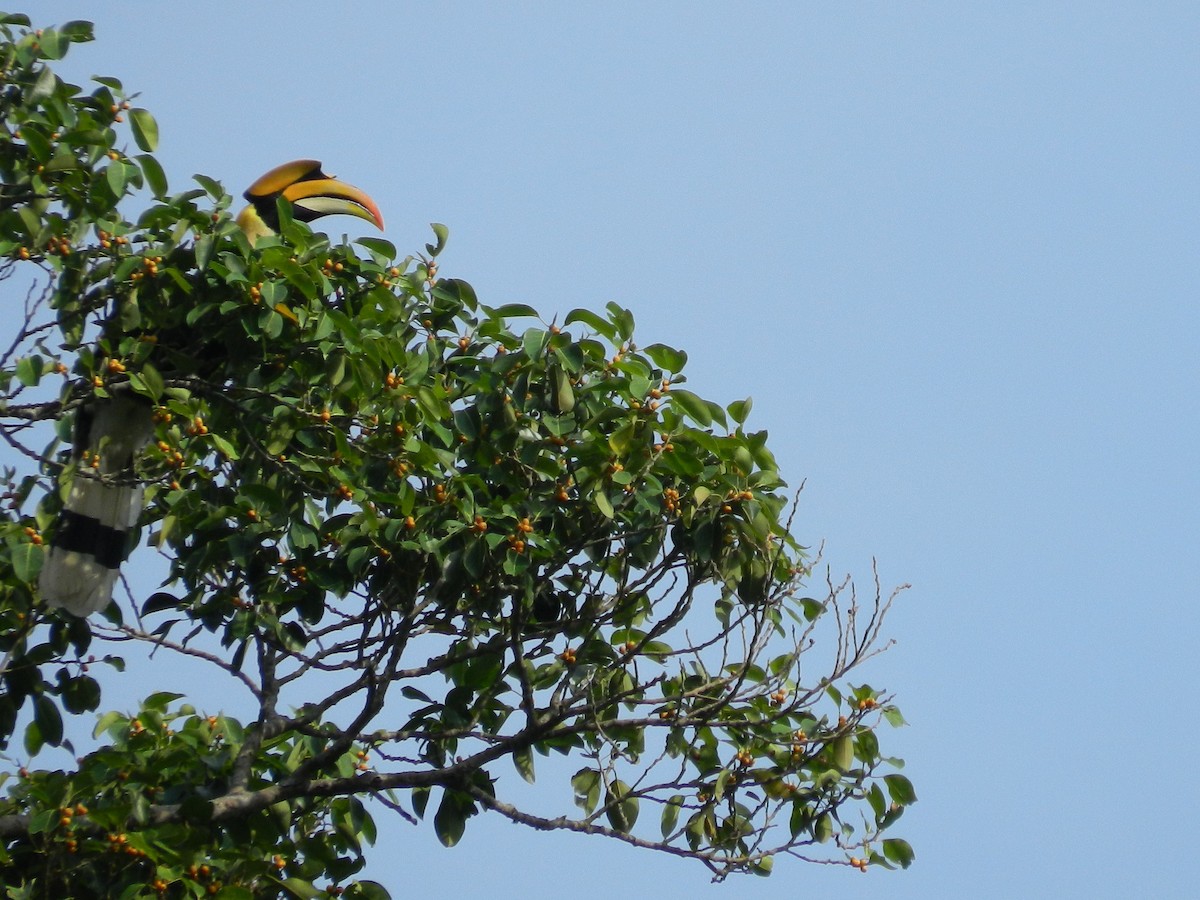 Great Hornbill - Colin Poole