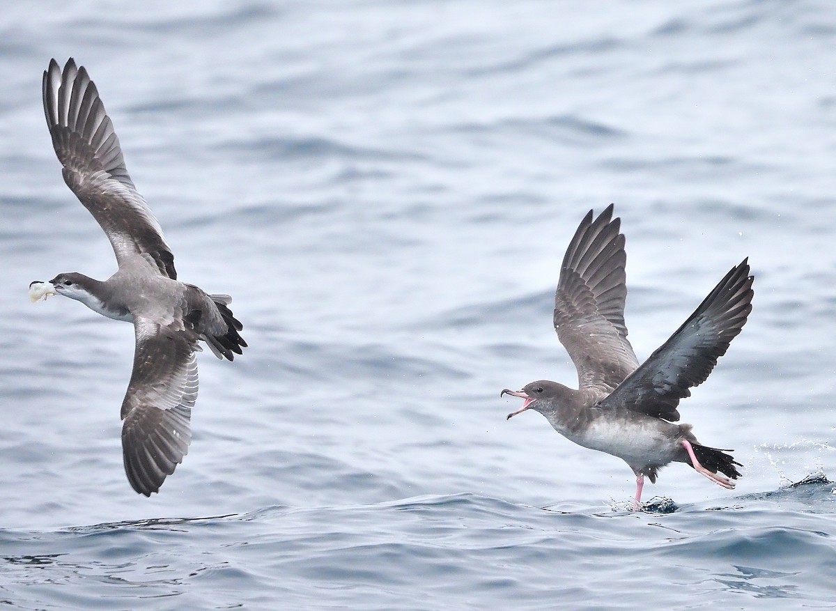 Pink-footed Shearwater - ML485492781