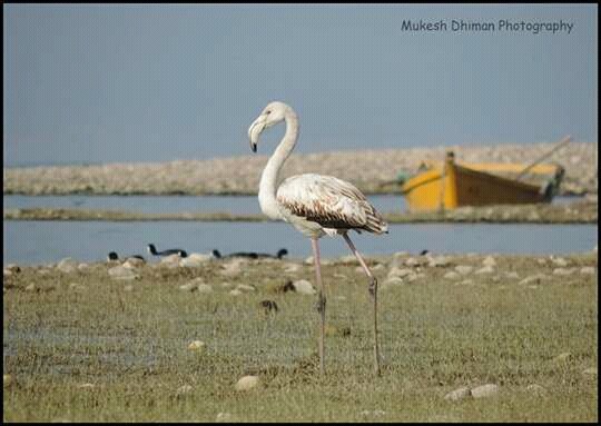 Greater Flamingo - Santosh   Kumar Thakur ( Wildlifer)