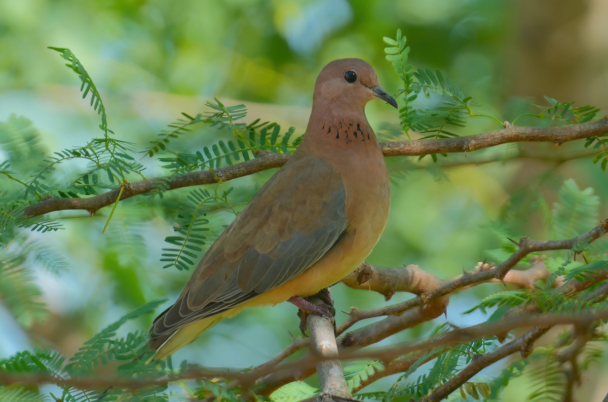Laughing Dove - ML485508451