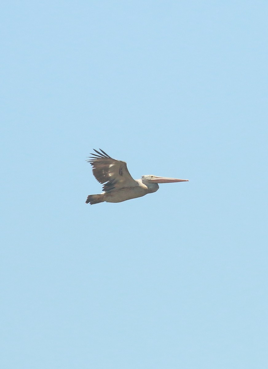 Spot-billed Pelican - shino jacob koottanad