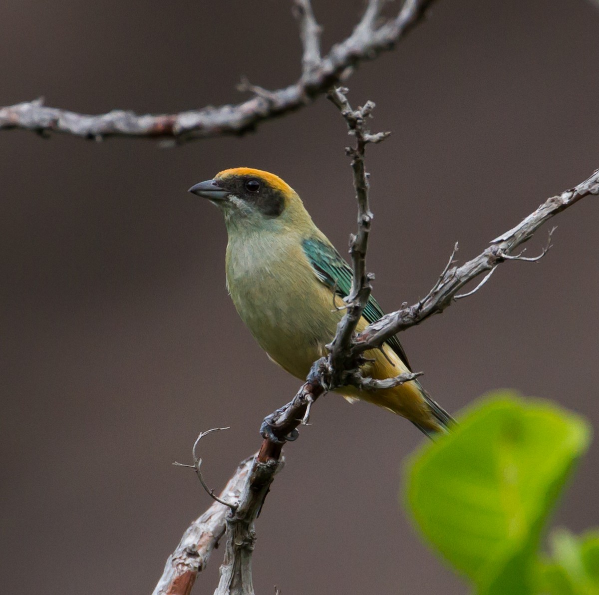 Burnished-buff Tanager - Cullen Hanks