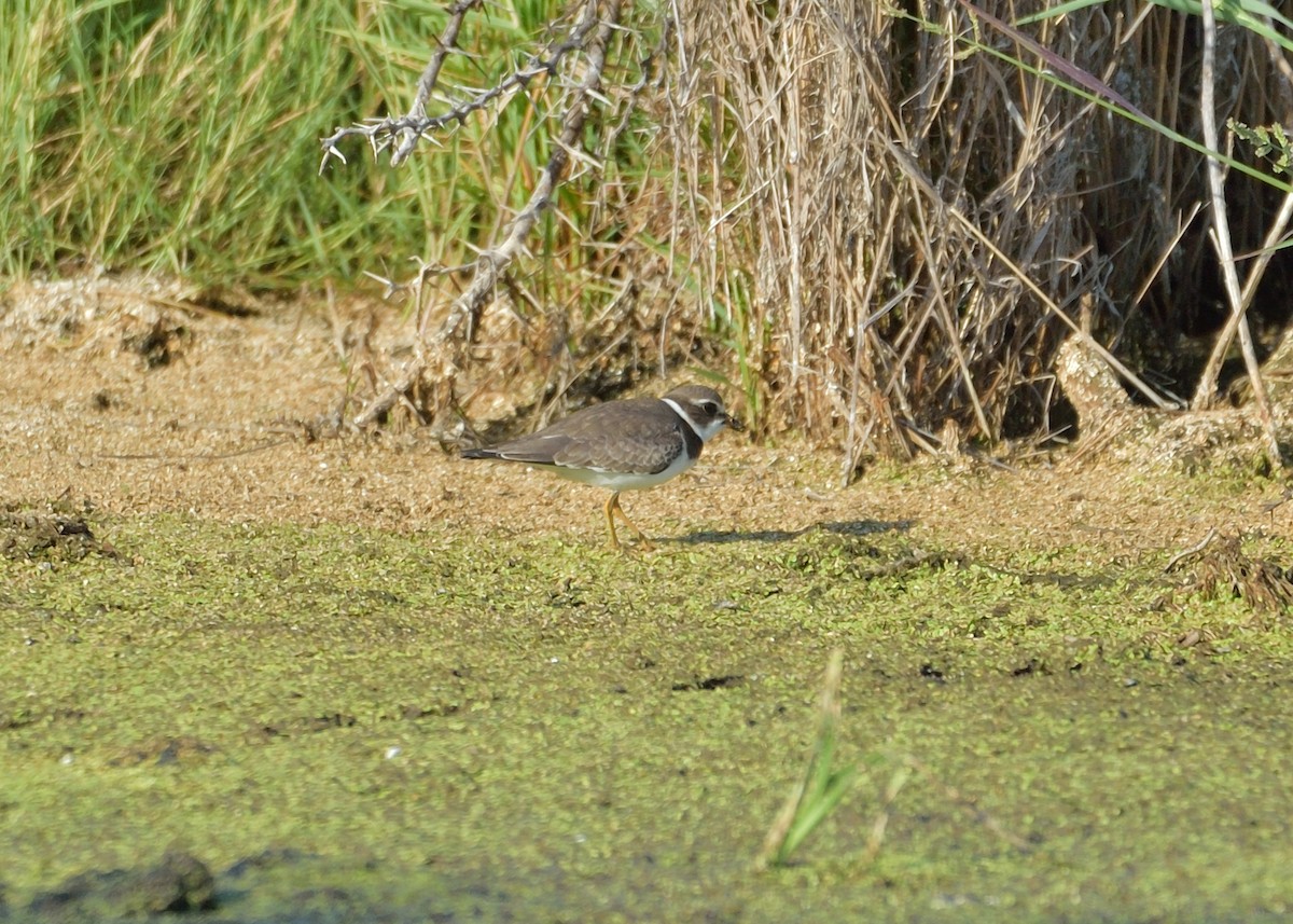 Semipalmated Plover - ML485512421