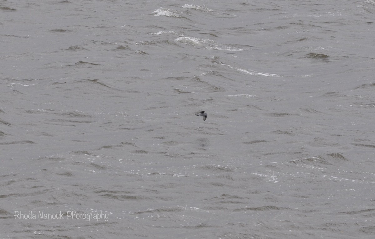 Fork-tailed Storm-Petrel - ML485512531