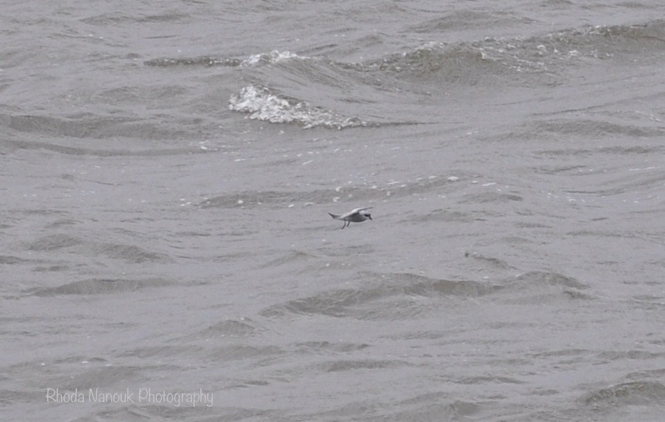 Fork-tailed Storm-Petrel - ML485512661