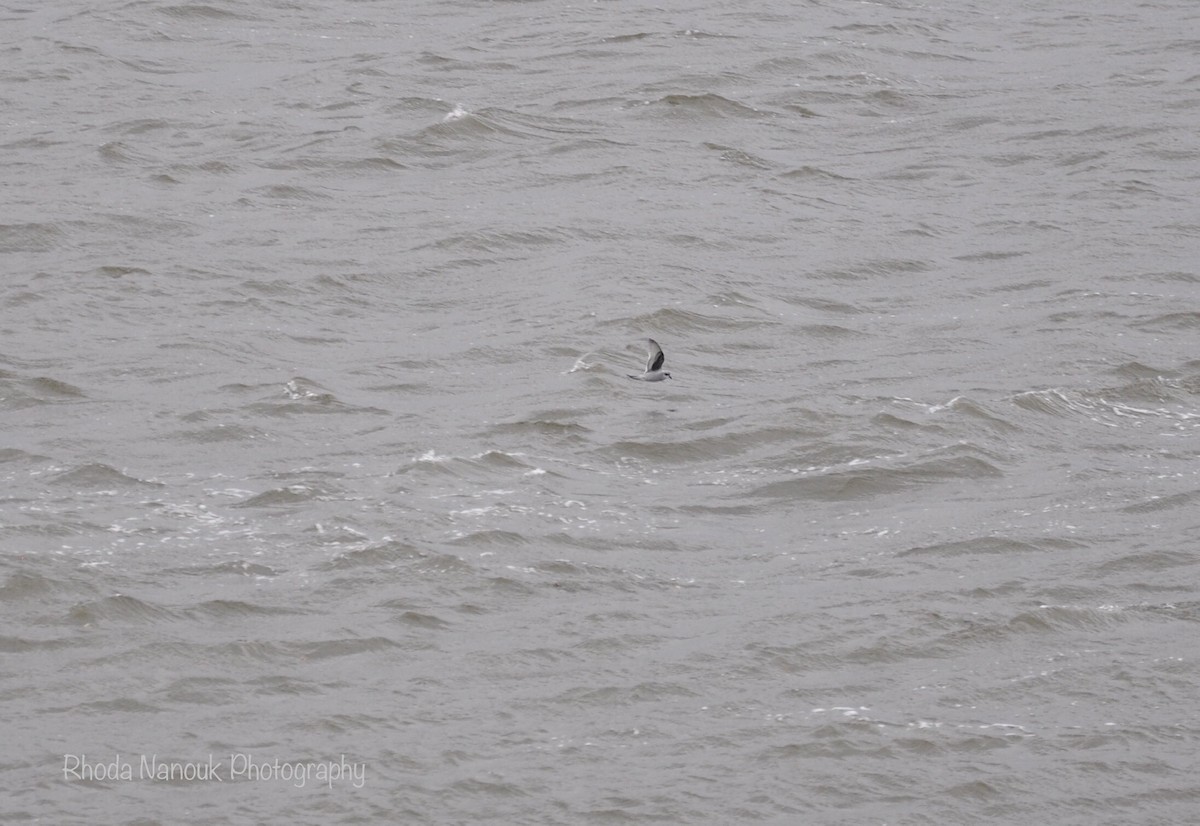 Fork-tailed Storm-Petrel - ML485512761
