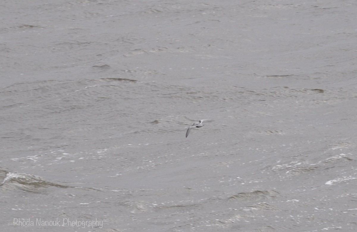 Fork-tailed Storm-Petrel - ML485512901