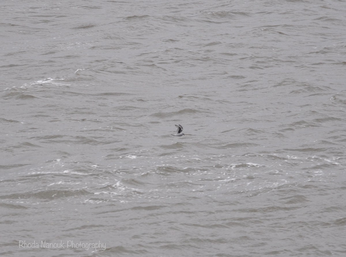 Fork-tailed Storm-Petrel - ML485512941