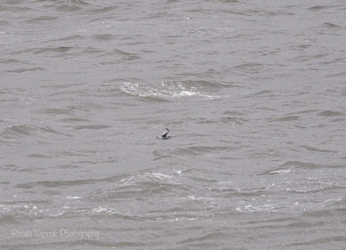 Fork-tailed Storm-Petrel - ML485513101