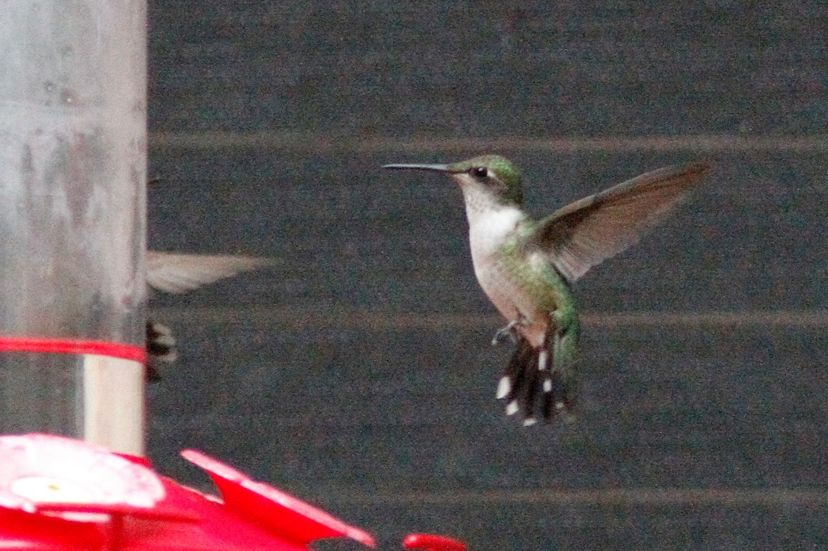 Ruby-throated Hummingbird - ML485516891