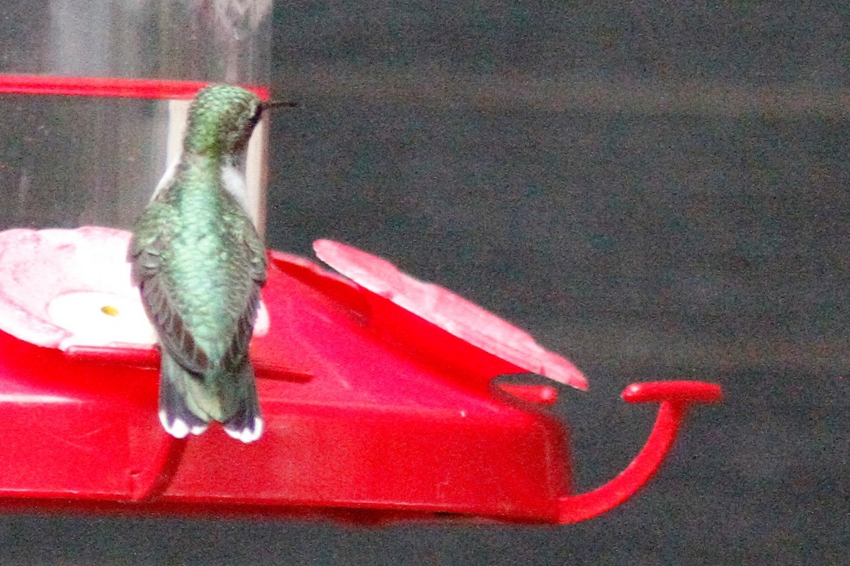Ruby-throated Hummingbird - ML485516901