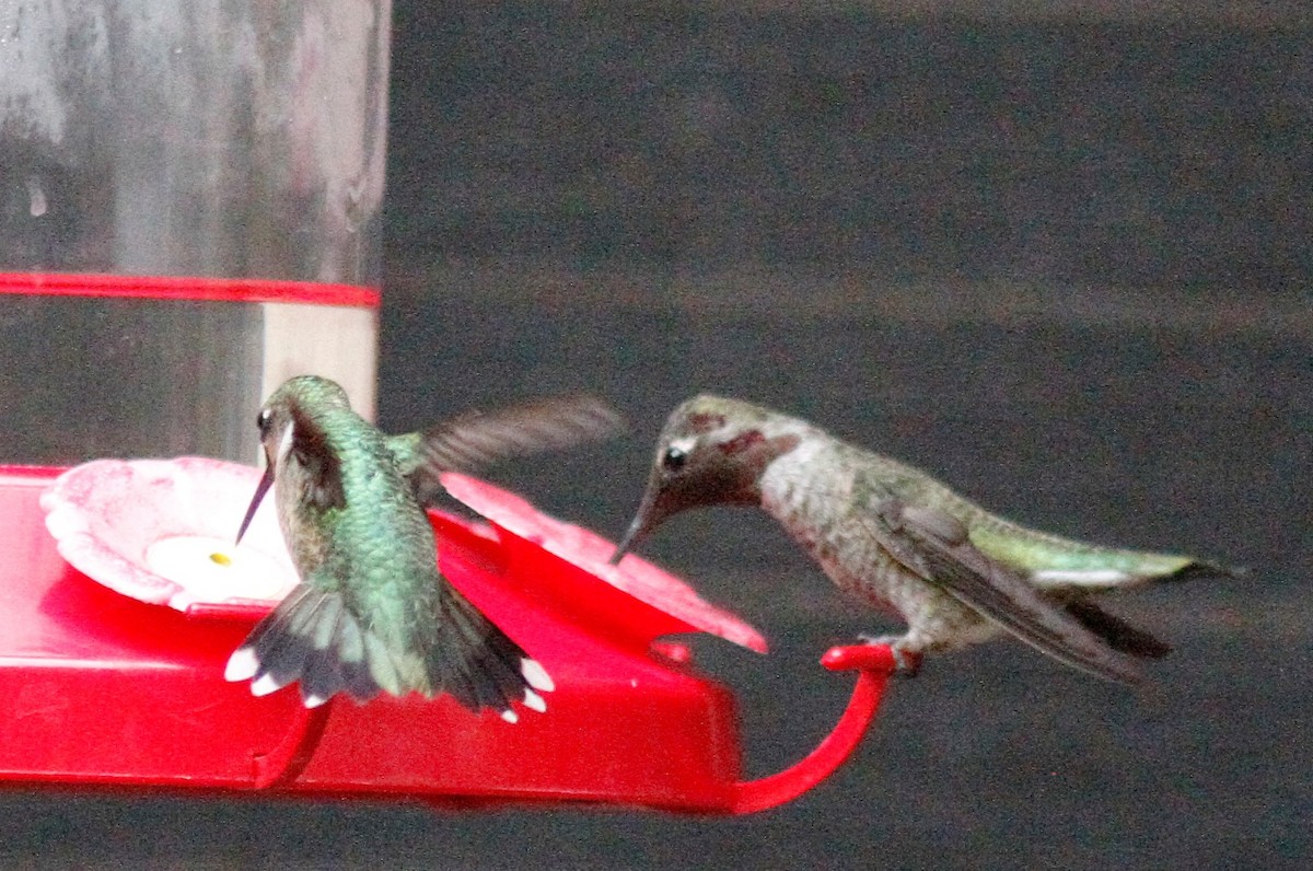 Ruby-throated Hummingbird - ML485516911