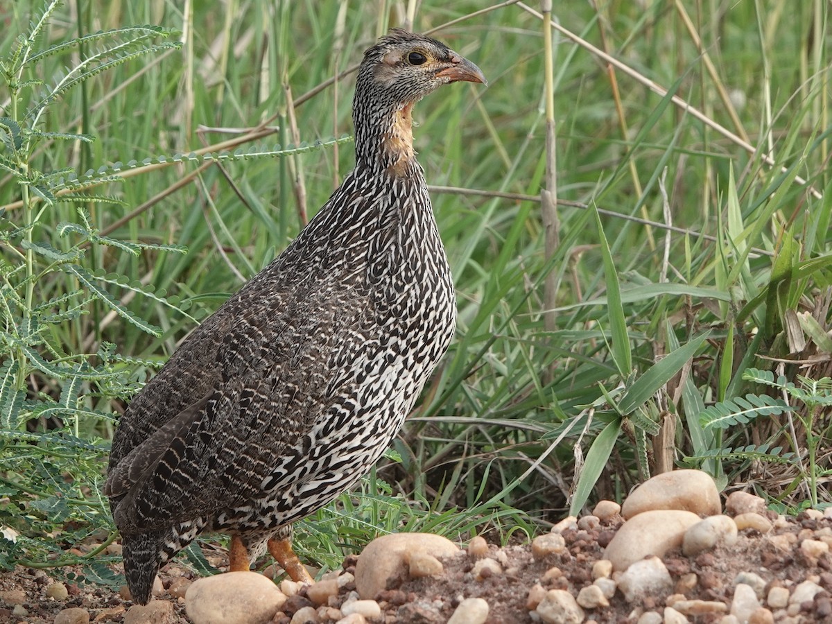 Yellow-necked Francolin - ML485517781