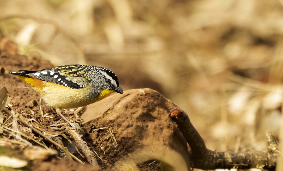 Spotted Pardalote - ML485527061