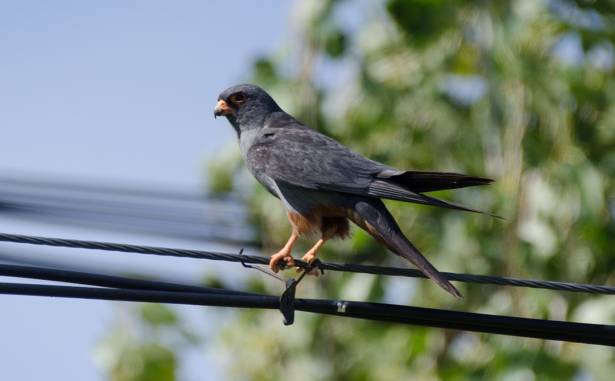 Red-footed Falcon - ML485528501