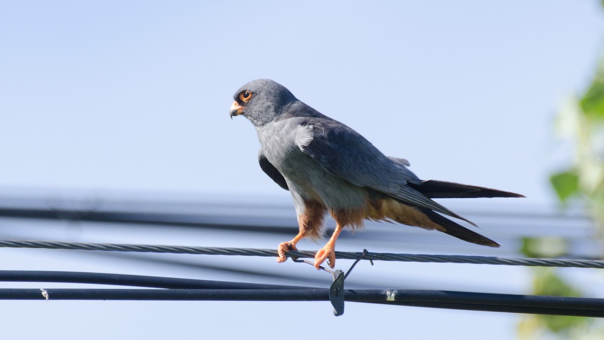 Red-footed Falcon - ML485528511
