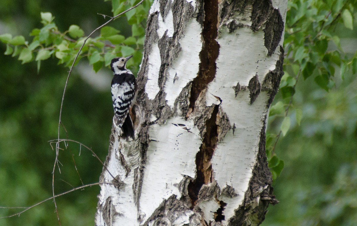 White-backed Woodpecker - ML485528841