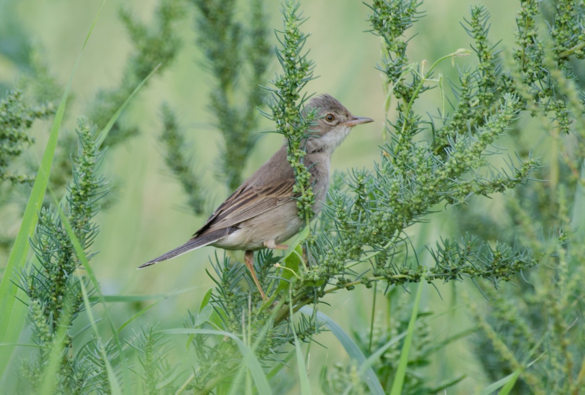 Greater Whitethroat - ely what