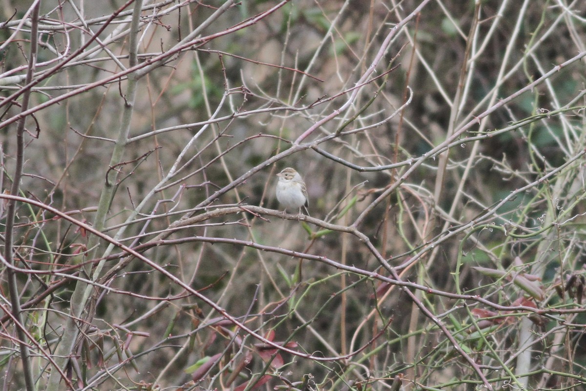 Clay-colored Sparrow - ML48552911