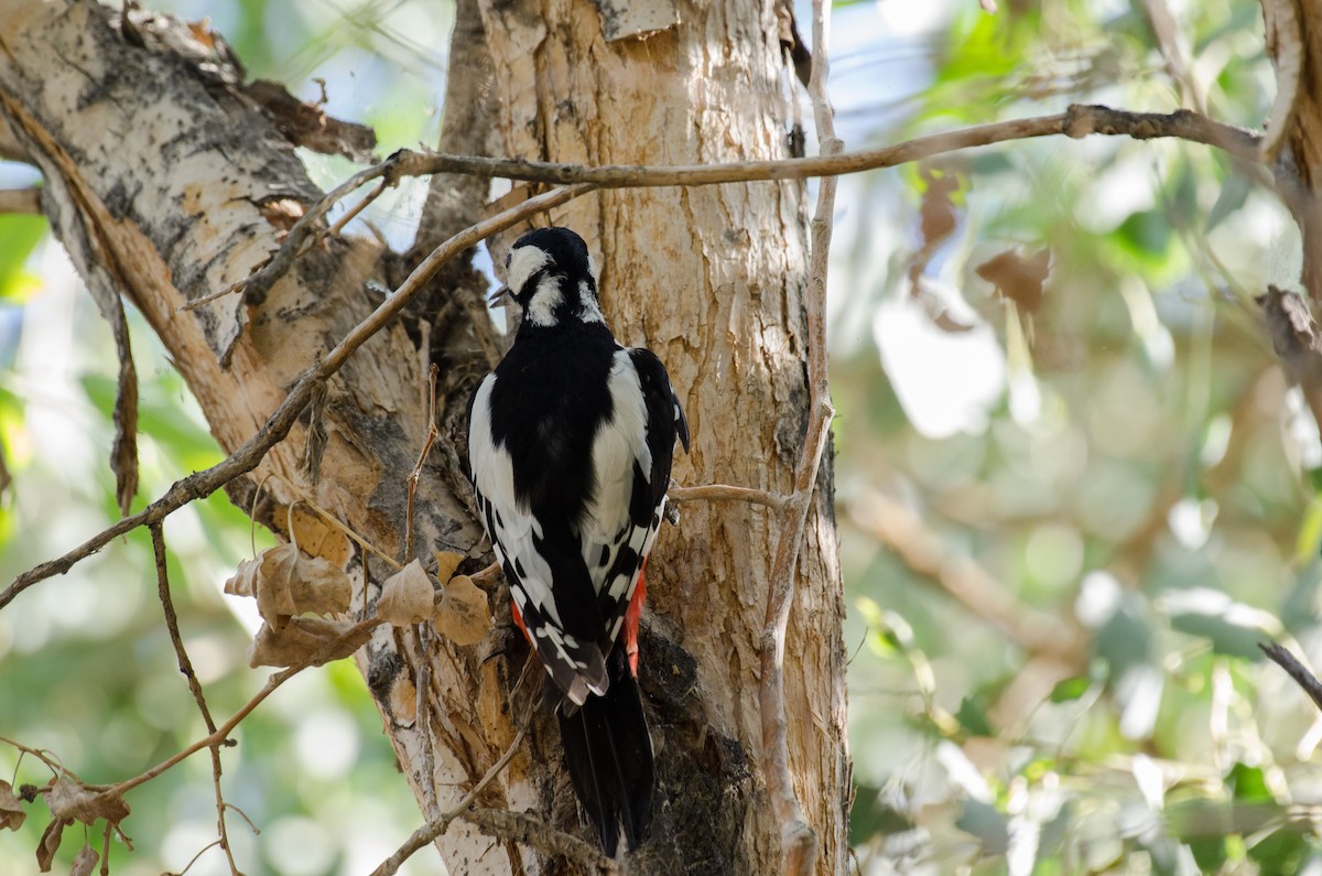 White-winged Woodpecker - ML485529801