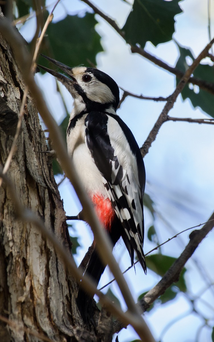 White-winged Woodpecker - ML485529811