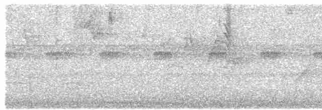 Chocó-Strichelameisenschlüpfer - ML485530851
