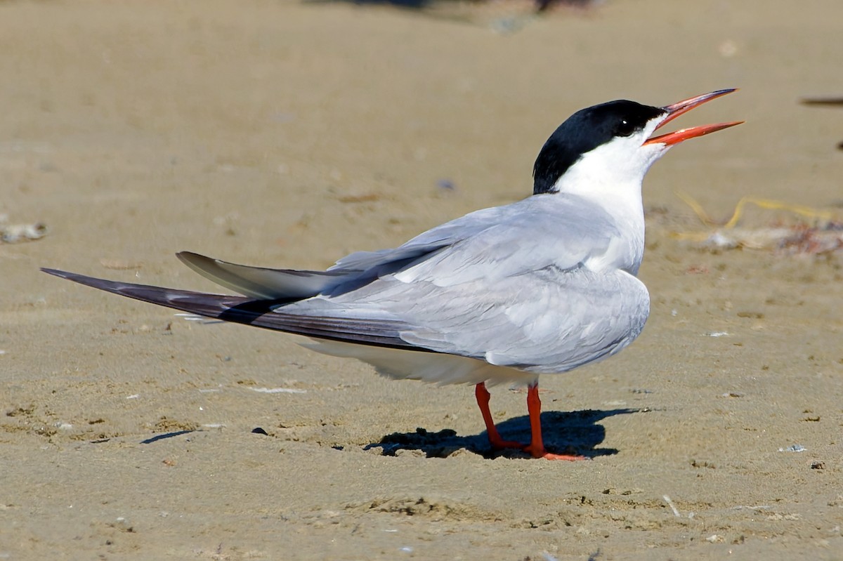 Common Tern - Stephen Cook
