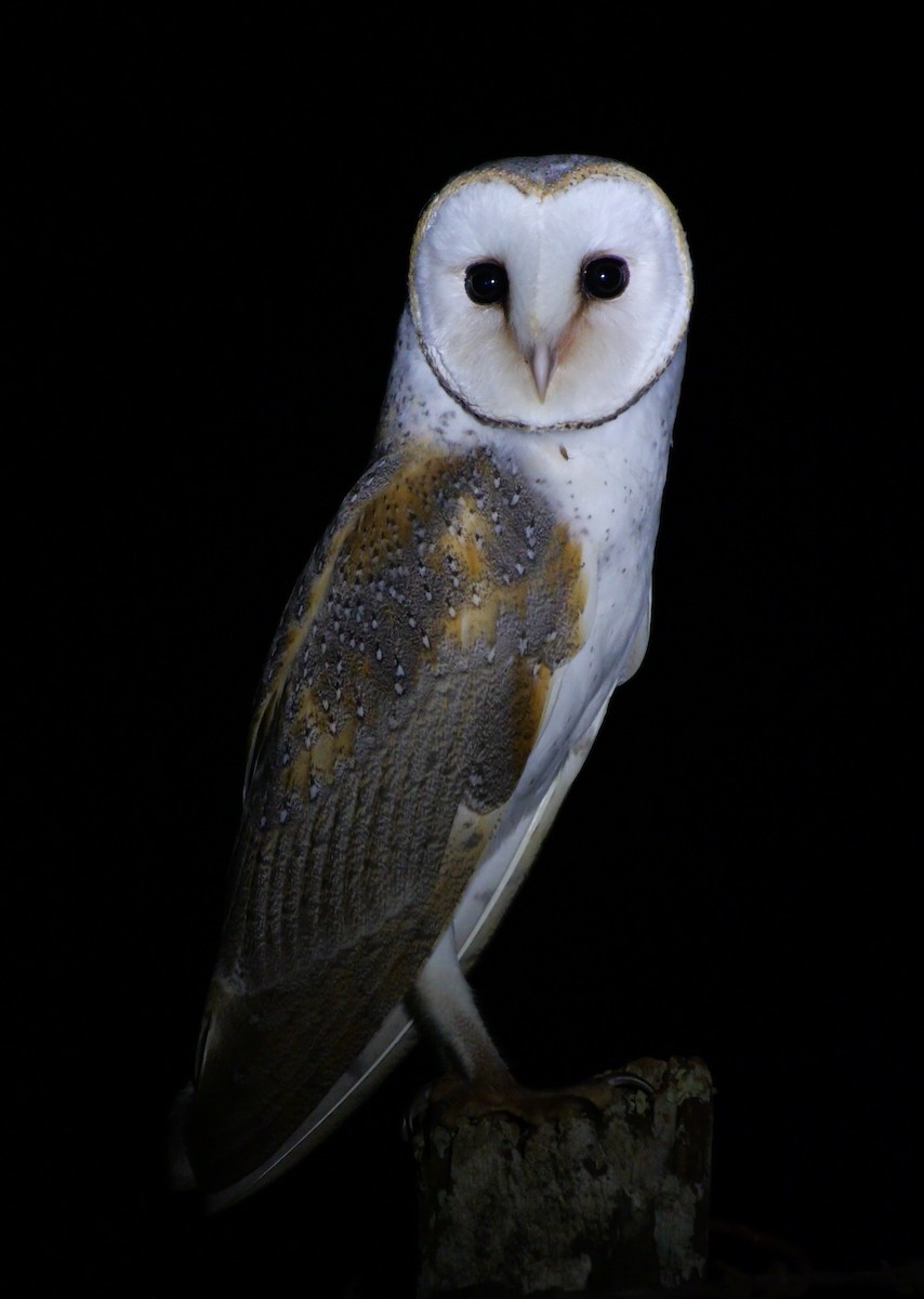 Barn Owl (Eastern) - ML485531801