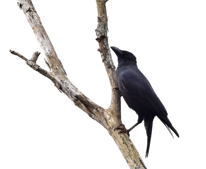 Large-billed Crow - ML485532811