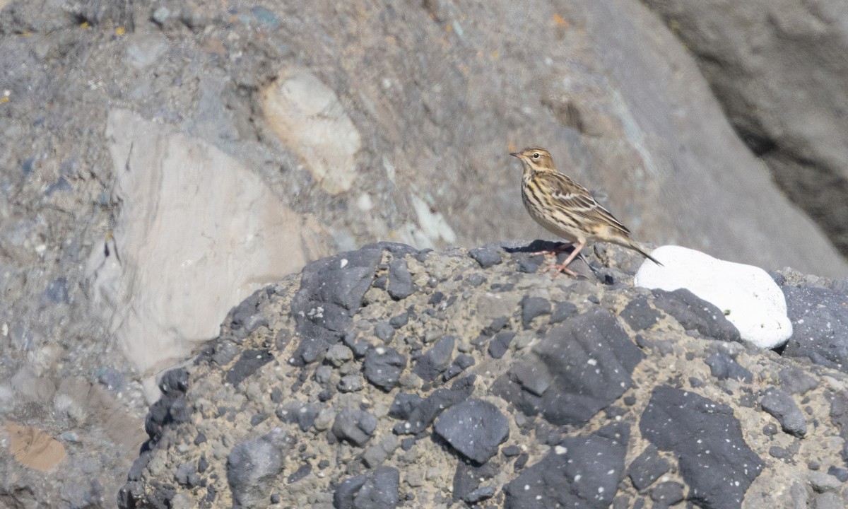 Red-throated Pipit - Zak Pohlen