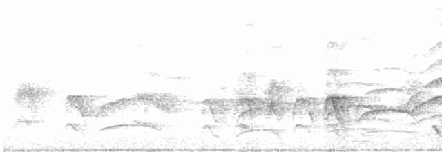 Weißbrust-Ameisenwürger - ML485541351