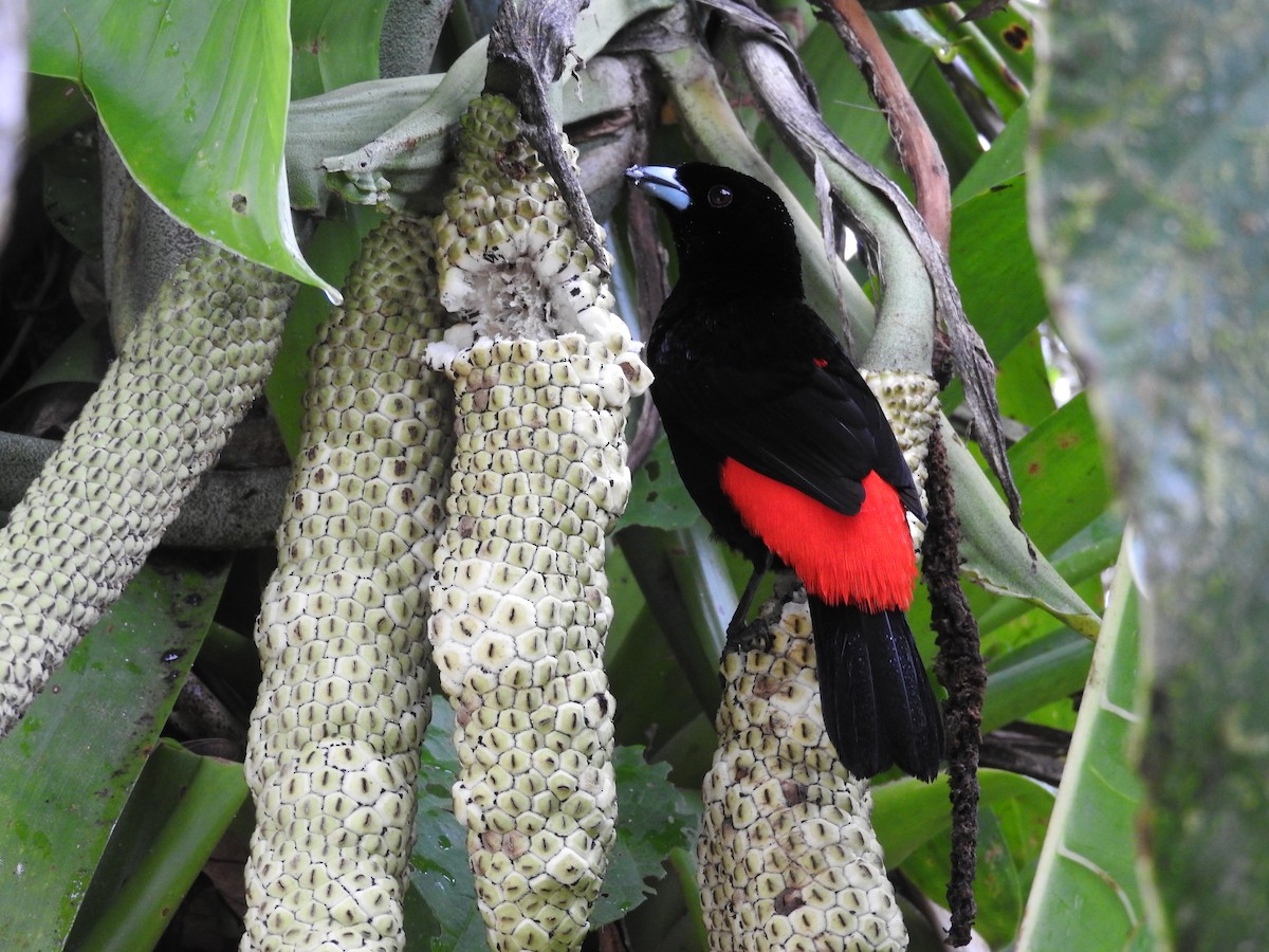 Scarlet-rumped Tanager (Passerini's) - ML48554551