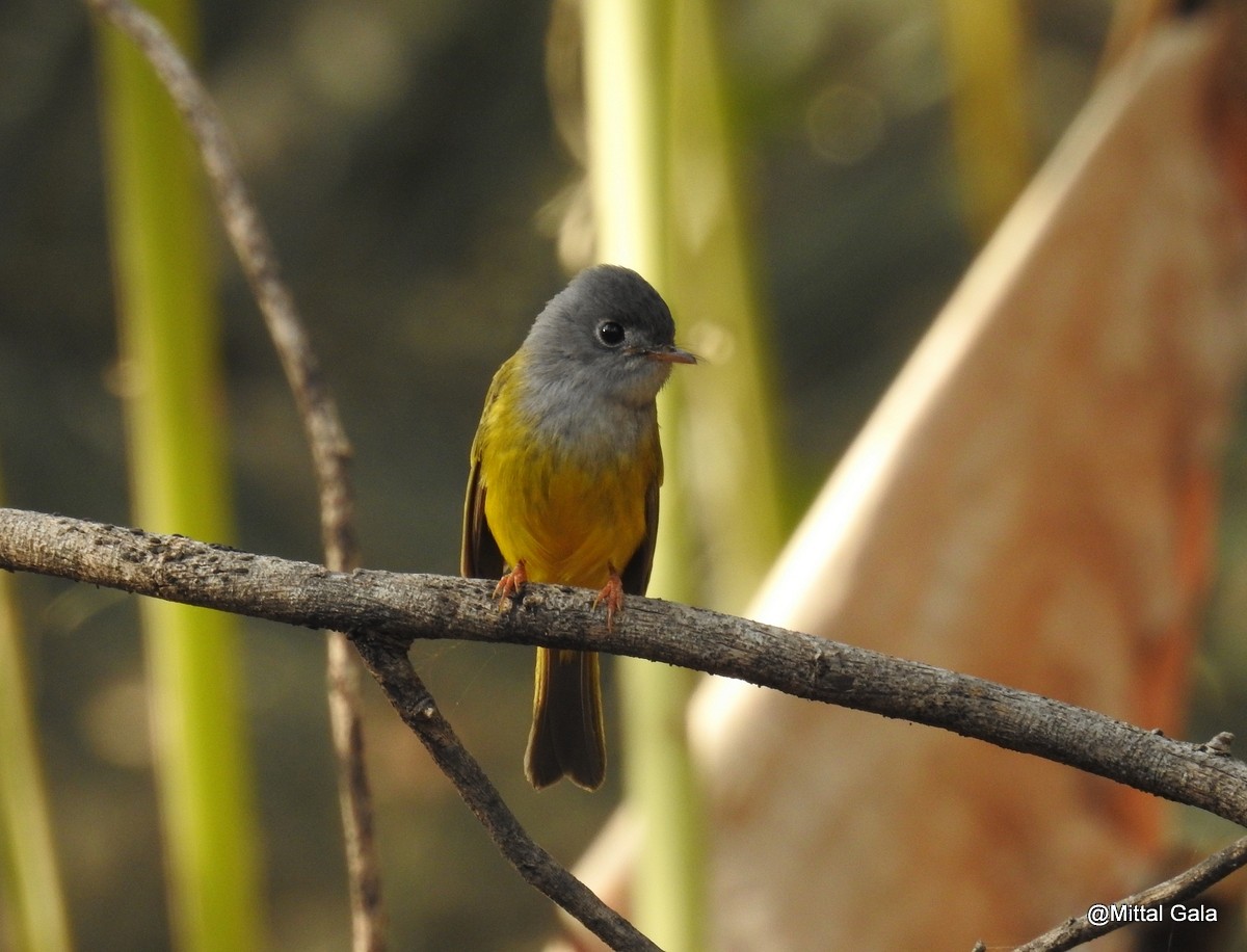 Gray-headed Canary-Flycatcher - Mittal Gala