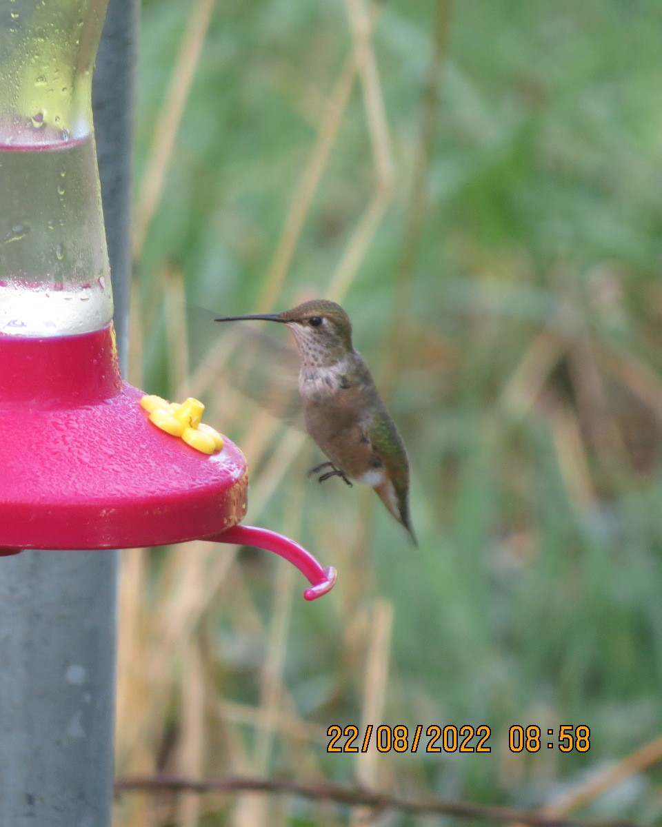hummingbird sp. - ML485552491