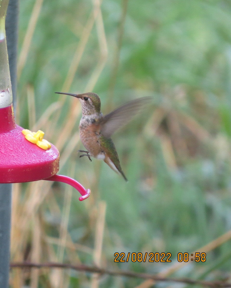 hummingbird sp. - Gary Bletsch