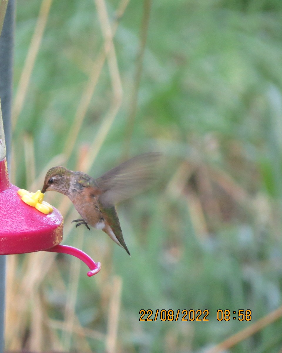 hummingbird sp. - ML485552531