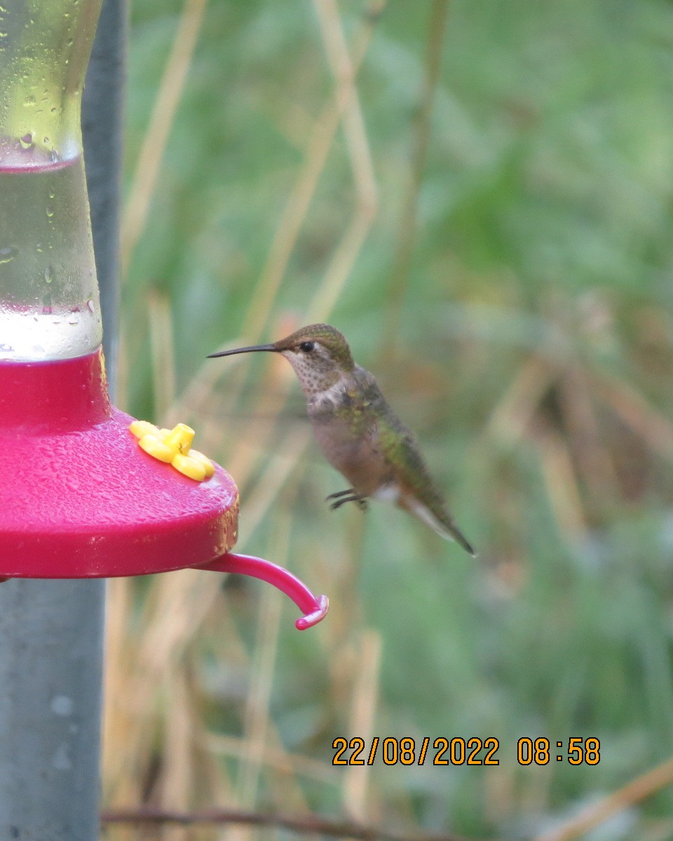 hummingbird sp. - ML485552541
