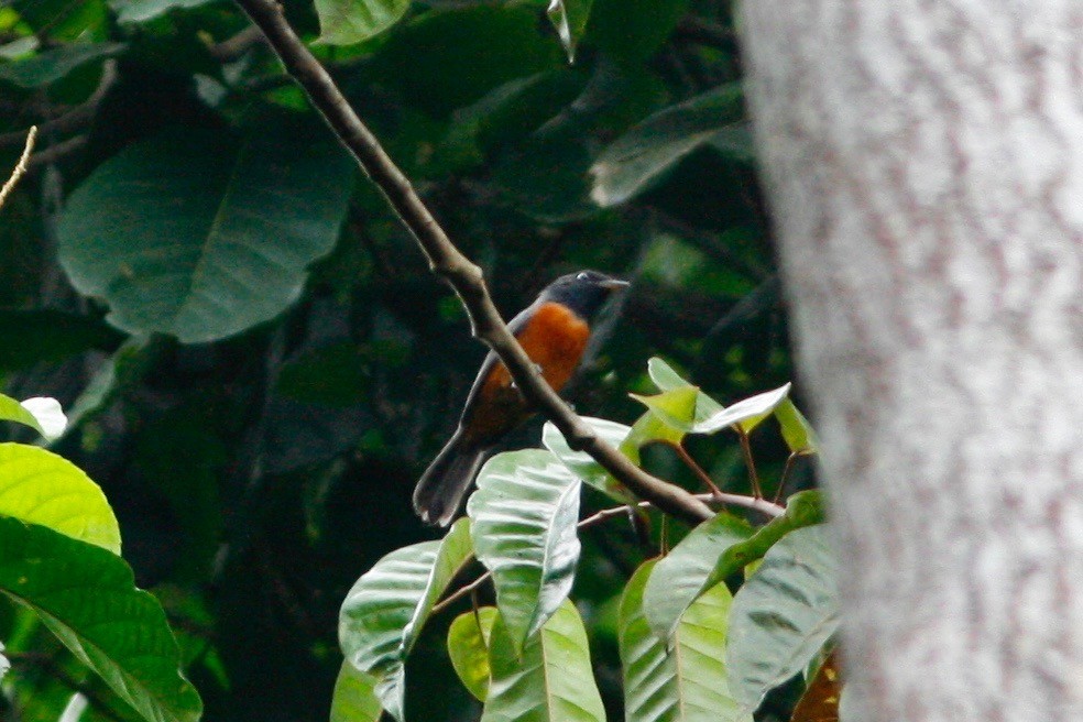 Black-headed Paradise-Flycatcher (Tricolored) - ML48555431