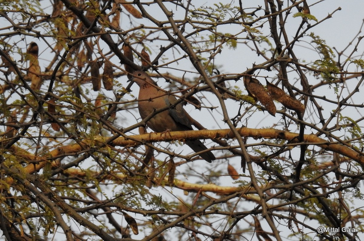 Laughing Dove - ML48555581
