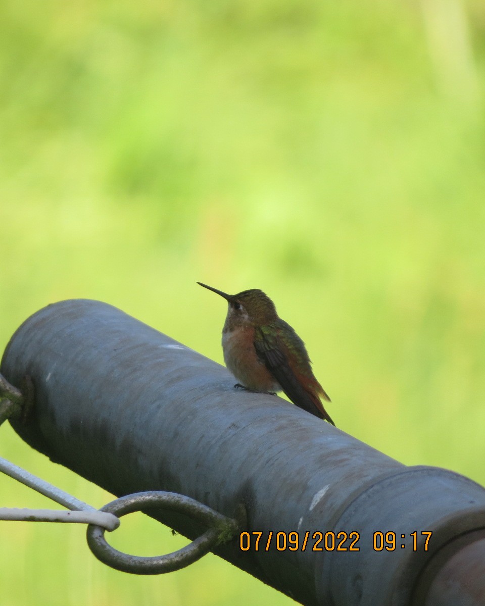 Rufous Hummingbird - ML485563621