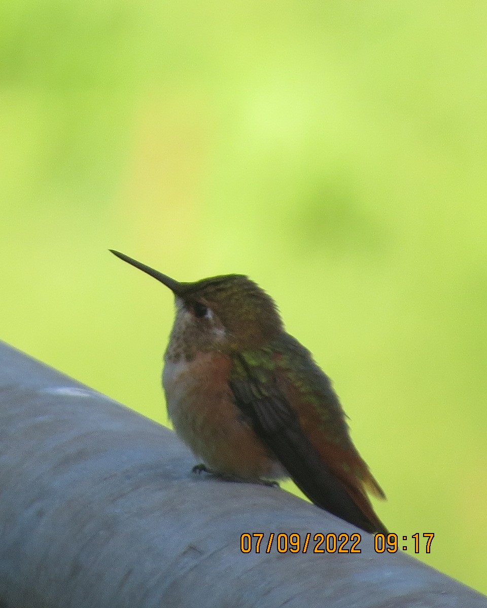 Rufous Hummingbird - ML485563641