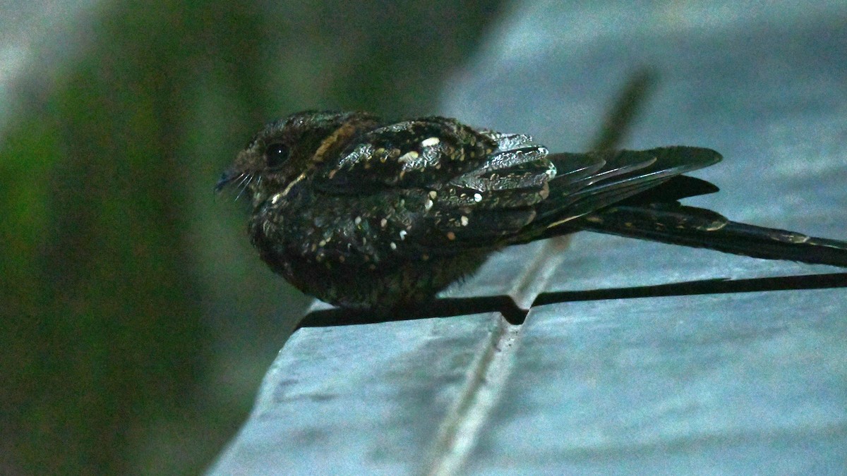 Swallow-tailed Nightjar - ML485564351