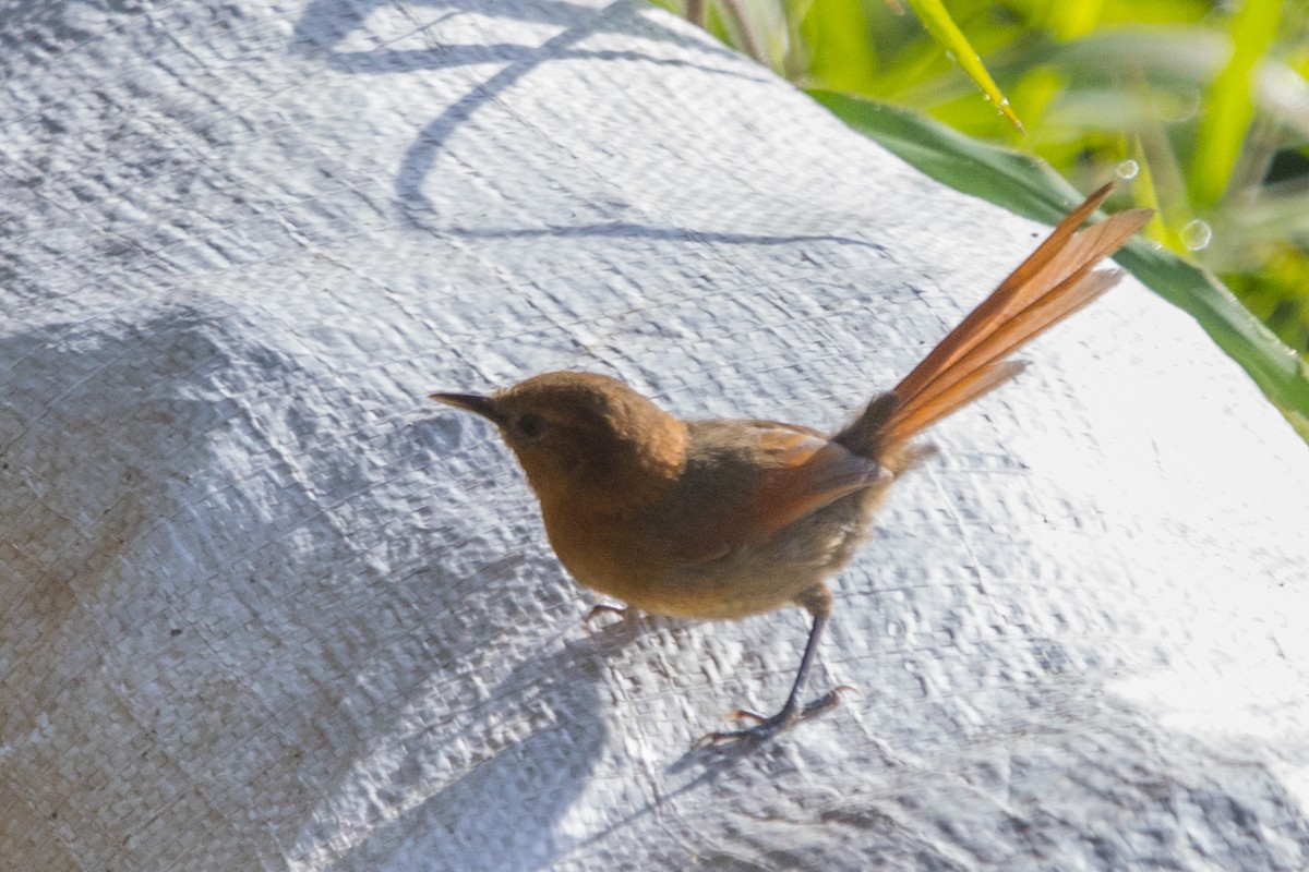 Rusty-headed Spinetail - ML485565331