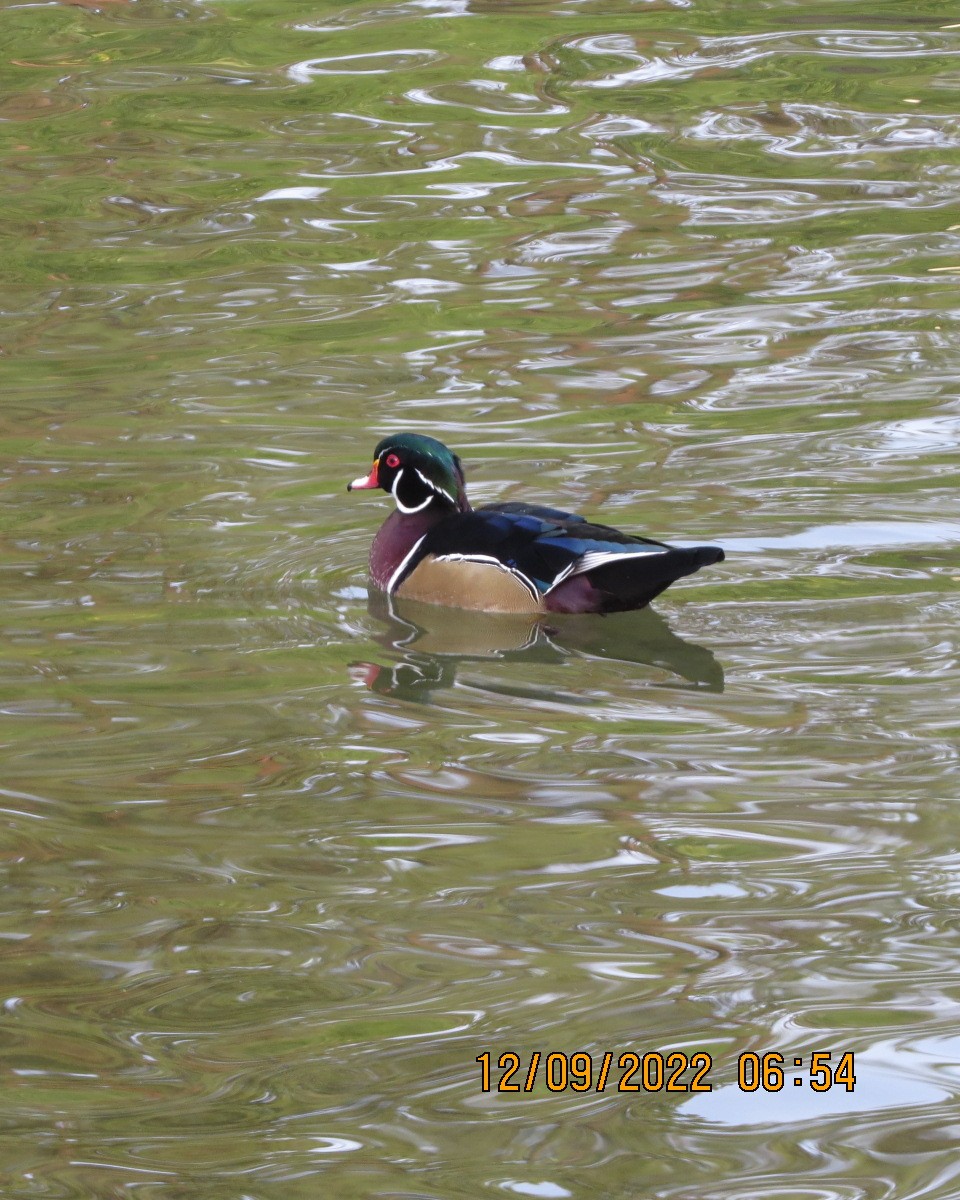 eBird Checklist 12 Sep 2022 SpearfishDC Booth Fish Hatchery 26 species (+1 other taxa)