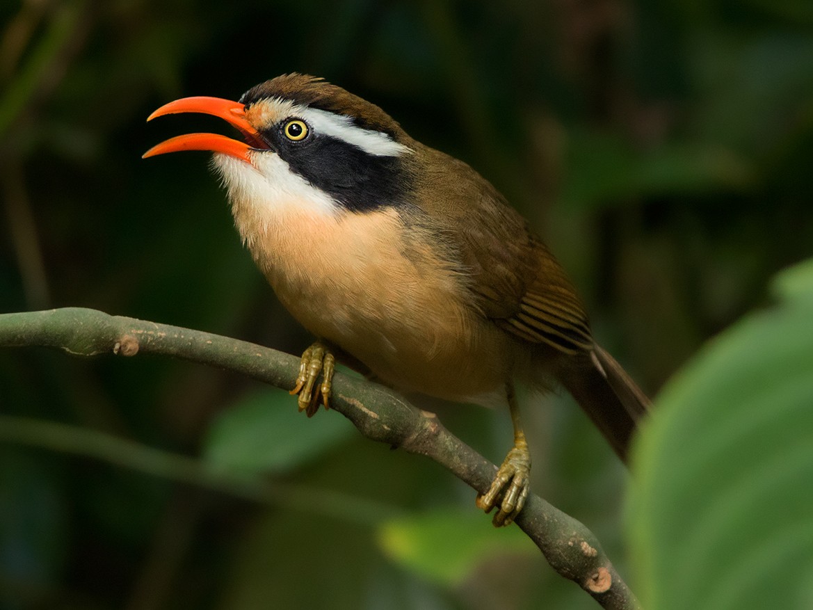 Brown-crowned Scimitar-Babbler - Ayuwat Jearwattanakanok