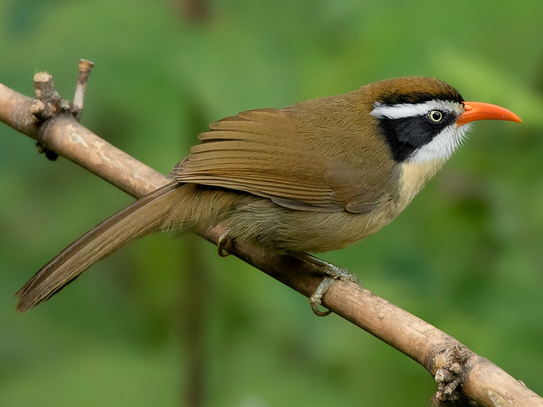 Brown-crowned Scimitar-Babbler - eBird