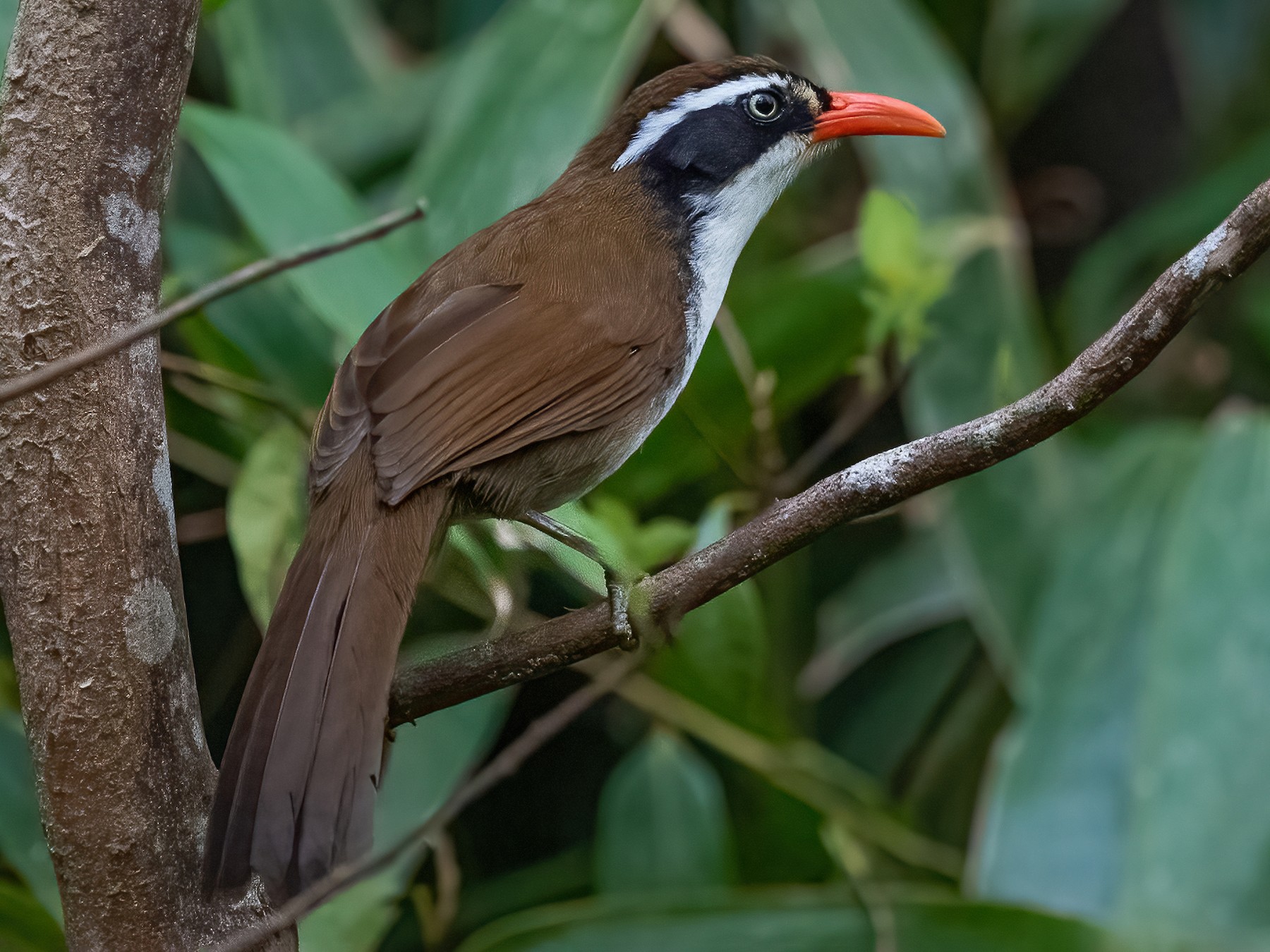 Brown-crowned Scimitar-Babbler - Ngoc Sam Thuong Dang